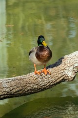 wild duck sits on a trunk near the water