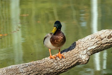 wild duck sits on a trunk near the water