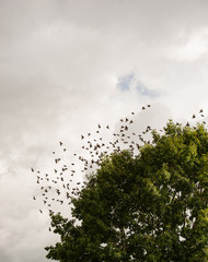 Stare Vogelschwarm versammeln sich um in den Süden zu fliegen