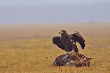 The juvenile white-tailed eagle (Haliaeetus albicilla) spreading its wings on a meadow