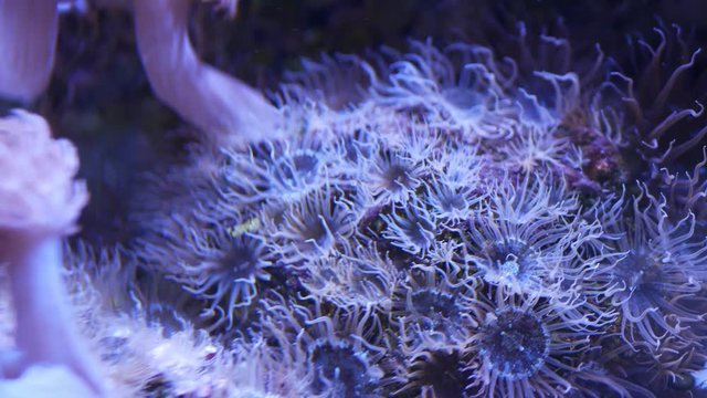 Soft corals in aquarium. Closeup Anthelia and Euphyllia corals in clean blue water. marine underwater life. Violet natural background, copy space selective focus, endangered species, global warming