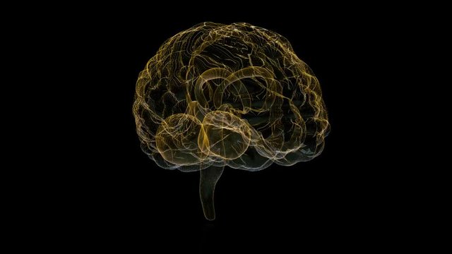 Rotating human brain. Polygon mesh of human brain model. Seamless looping motion animated neurons in 3d virtual space.