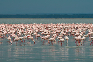 Flamingos at Nakuru lake in Tanzania