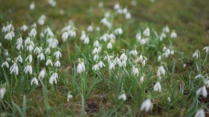 Weisse Schneegl&ouml;ckchen in gr&uuml;nem Gras und Moos im Garten mit verschwommenem Hintergrund.