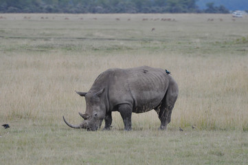 Obraz premium Rhinoceros in savannah