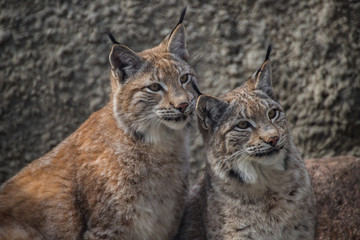 Naklejka na ściany i meble Babies lynx. Lynx live in dense forests, in the taiga, steppe and tundra. The lynx is perfectly able to climb trees and rocks, floats well.