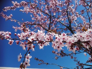 PLUM OPEN FLOWERS - ERİK DALI  6