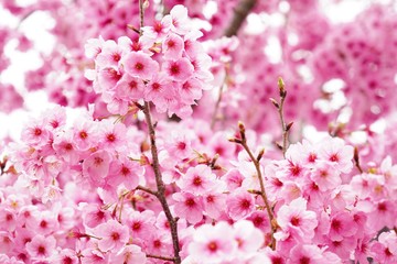 Fototapeta premium 満開に咲く桜の花を本当に美しい