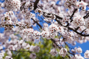 almond blossoms detail in spring background