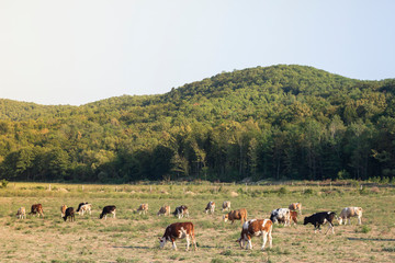 cows in the meadow