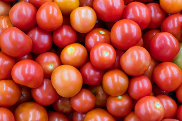 tomatoes are vegetables organic is rich in vitamins and minerals Used in cooking Make it colorful and delicious.