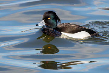 Tufted Duck aythya fuligula male swimming on water with multiple reflections. Cute funny drake in psychedelic surrounding. Bird in wildlife.