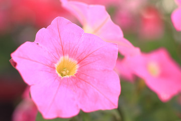 close - up of pink Petunia flower on blurred background