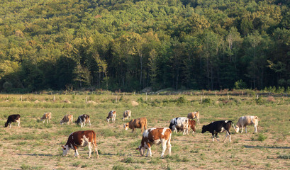 cows in the meadow