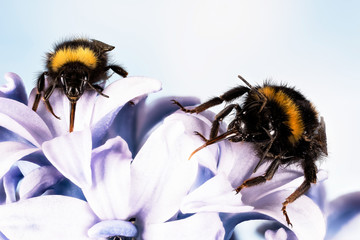 Focus Stacking - Buff-tailed Bumblebee, Bumblebee, Bombus terrestris