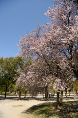 鶴見緑地　早咲きの桜