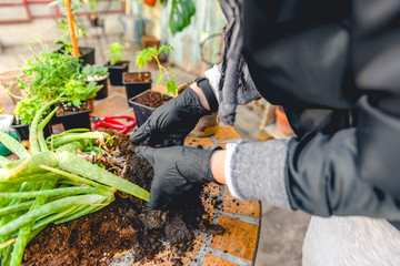 Transplant aloe in a pot 