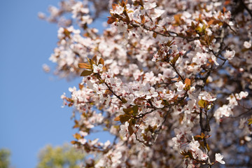 鶴見緑地　早咲きの桜