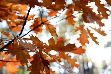 Ahornblätter in der Sonne