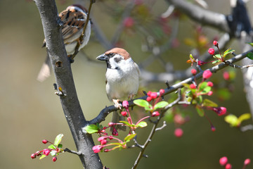 公園の雀