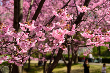 鶴見緑地　早咲きの桜