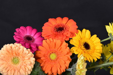 Mix gerbery na czarnym tle © adamraga