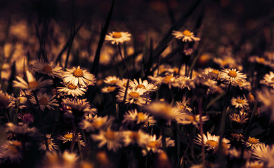 Beautiful daisy flower blossom on wild field in sunset light. Soft focus. Creative dark low key toned. Greeting card template. Nature background. Copy space