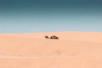 Lonely dromedary among the sand dunes, minimalist photographic shot in the Sahara Desert, Morocco.