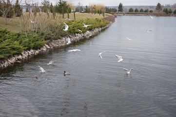 White river gulls flying over the water.