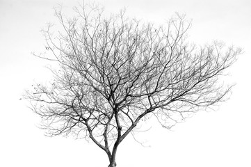 tree branches silhouette isolated on white background