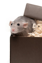 Fototapeta premium Dumbo rat in a gift box on a white background. Isolated items. Charming pet.