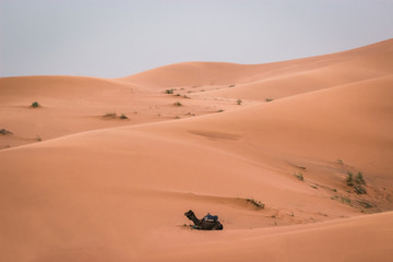 Fototapeta na wymiar Beautiful excursion in the Sahara Desert, Merzouga, Morocco. Camel ride and a night in the desert