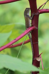 Lizard in nature's lap