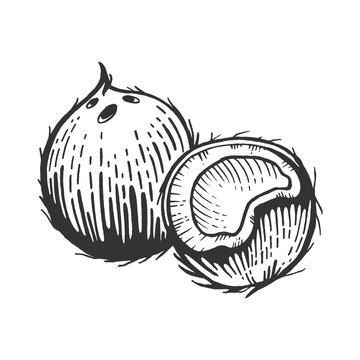 Coconut fruit sketch engraving vector illustration. Scratch board style imitation. Black and white hand drawn image.