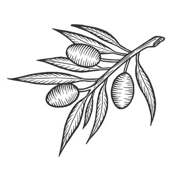 Olive branch sketch engraving vector illustration. Scratch board style imitation. Hand drawn image.