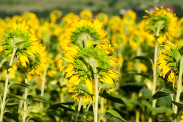 Sunflower field landscape