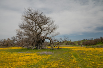 An old oak and field of yellow flowers. Carrizo Plain super bloom season, California