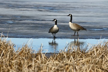 Spring coming, couple Canadian geese ( Branta canadensis) near their nesting area