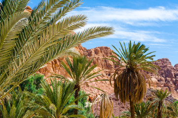 Fototapeta premium green palm trees on the background of mountains and blue sky with white clouds in Egypt Dahab South Sinai
