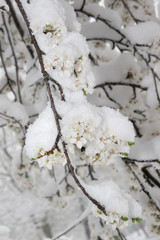 Blossoming apple tree branch  covered with snow