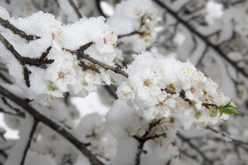 Blossoming apple tree branch  covered with snow
