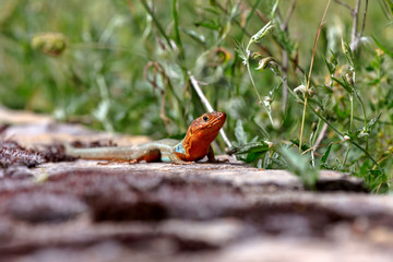 Lizard (Podarcis peloponnesiacus) in a mountain meadow