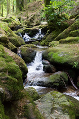 Fototapeta premium Forest Waterfall