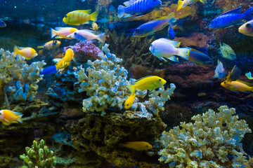 Obraz na płótnie Canvas Golden carp fish swim in fresh water in the aquarium.