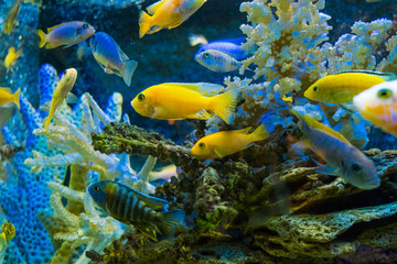 Naklejka na ściany i meble Golden carp fish swim in fresh water in the aquarium.