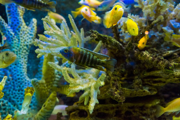 Golden carp fish swim in fresh water in the aquarium.