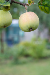 Green apples on the tree in summer day.