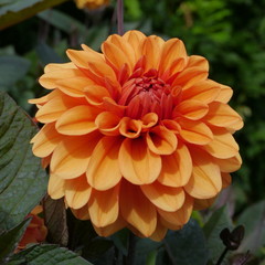 Orange Flowering Dahlia Plant