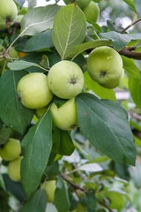 Branch of green apples on a tree in a garden.