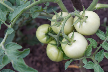 Unripe green tomatoes growing on bush in the garden.